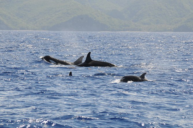 Whale Watching and Dolphin Spotting Cruise - Is $88 a fair price?