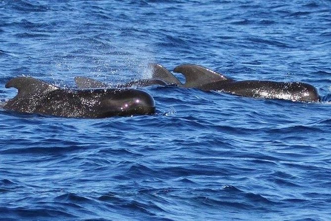 Whale Watching and Dolphin Spotting Cruise - Who will enjoy this cruise most?