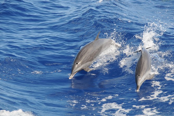 Whale Watching and Dolphin Spotting Cruise - An hour of open water before the action
